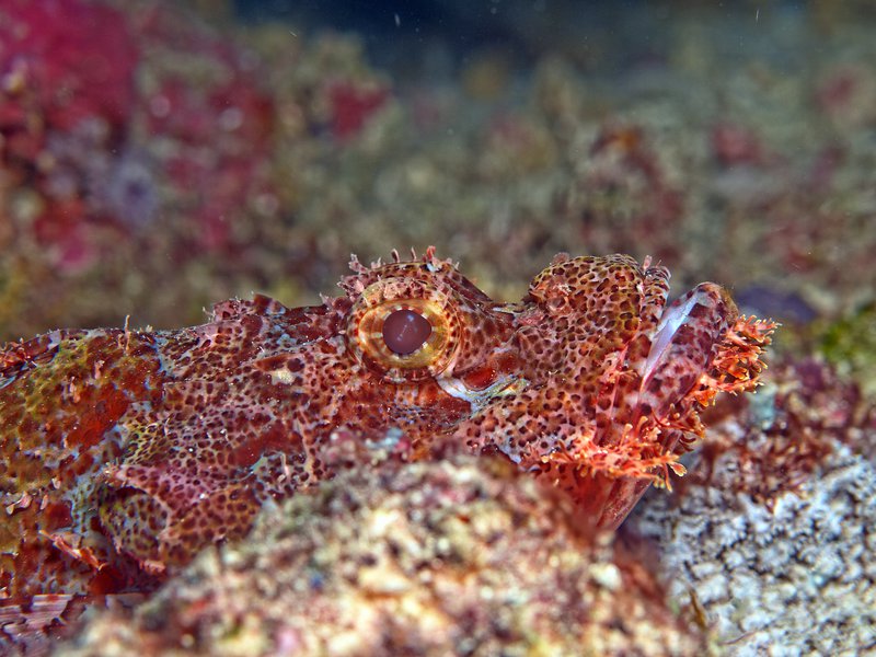 Scorpion Fish, Shark Point